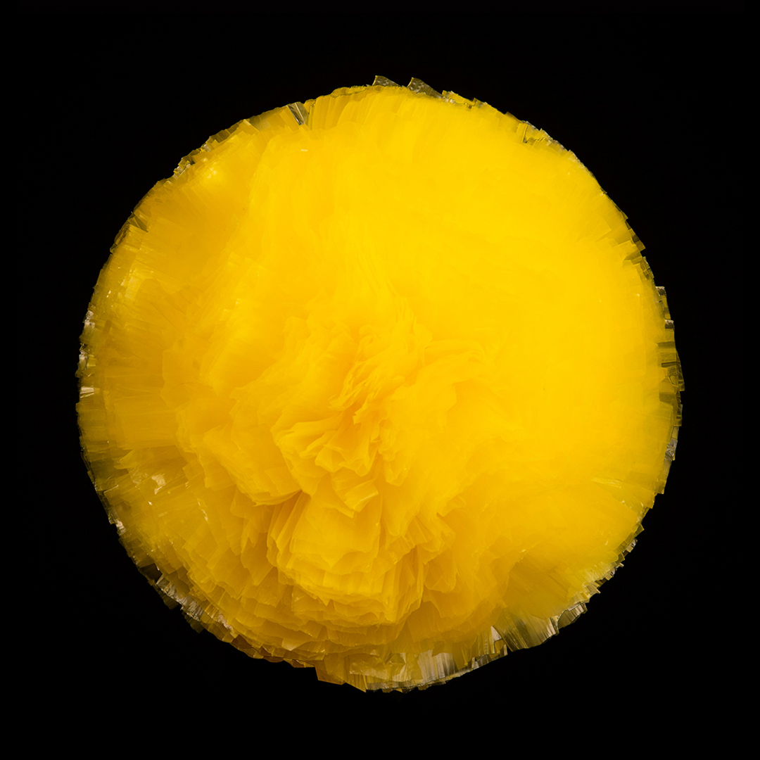 Canary Yellow (02)